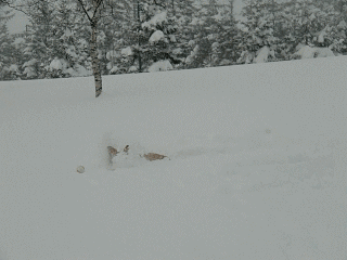 b0105157_1901064.gif