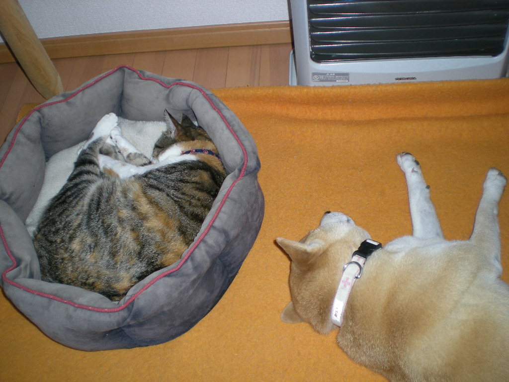 2010年1月18日(月)モデルはこころちゃん!_f0060461_16243035.jpg