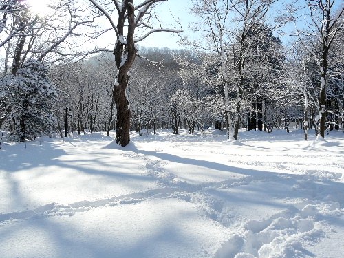 円山のエゾリス・大雪の朝　（二）_d0084473_21595513.jpg