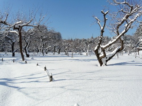 円山のエゾリス・大雪の朝　（二）_d0084473_2201629.jpg