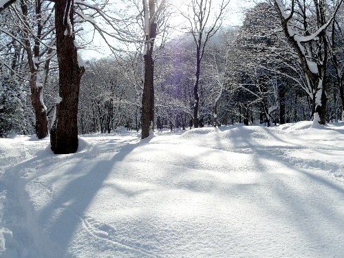 円山のエゾリス・大雪の朝　（二）_d0084473_220211.jpg