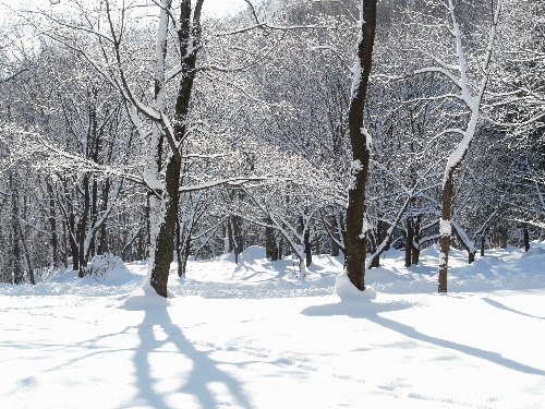 円山のエゾリス・大雪の朝　（二）_d0084473_220953.jpg