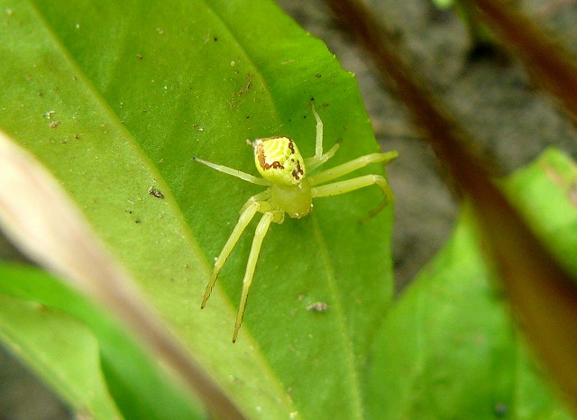 花の中で獲物を狙う「ハナグモ」_d0019074_9372974.jpg