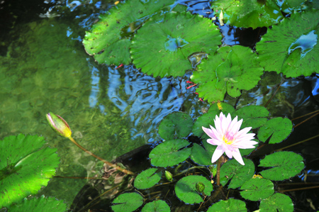 2009年　11月23日　夢の島　熱帯植物園へ_c0004078_1356664.jpg