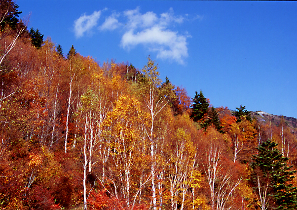 信州・高山村の紅葉_e0165983_1455041.jpg