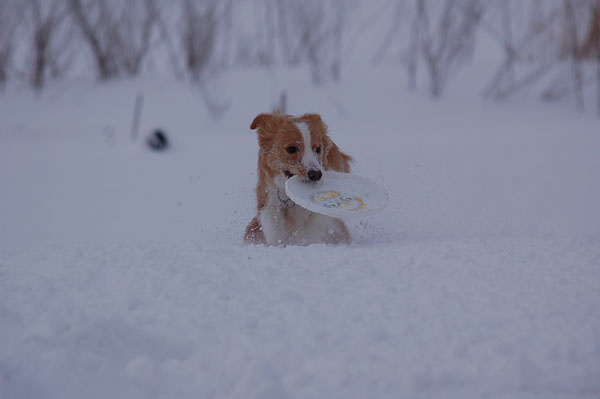 雪、また雪・・・_d0101385_21505326.jpg