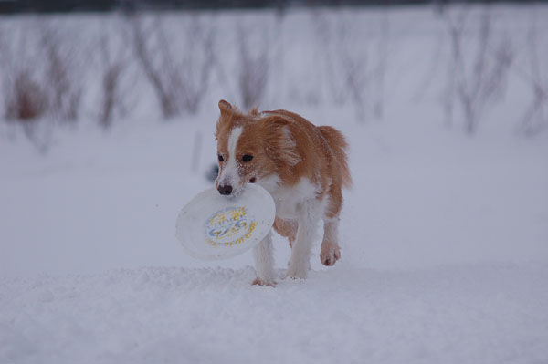 雪、また雪・・・_d0101385_215227.jpg