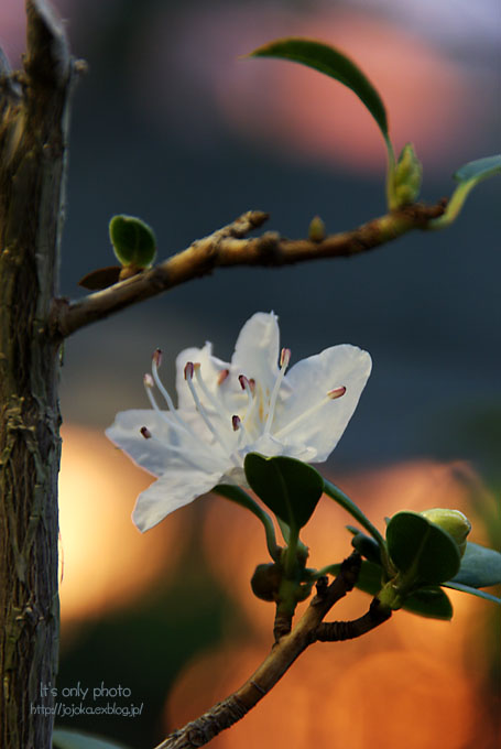 温室のお花たち＊Ⅰ_e0008800_1441257.jpg