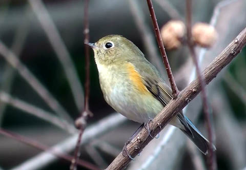 ルリビタキの鳴き声 レッツ ビデスコ ルリビタキの鳴き声 レッツ ビデスコ