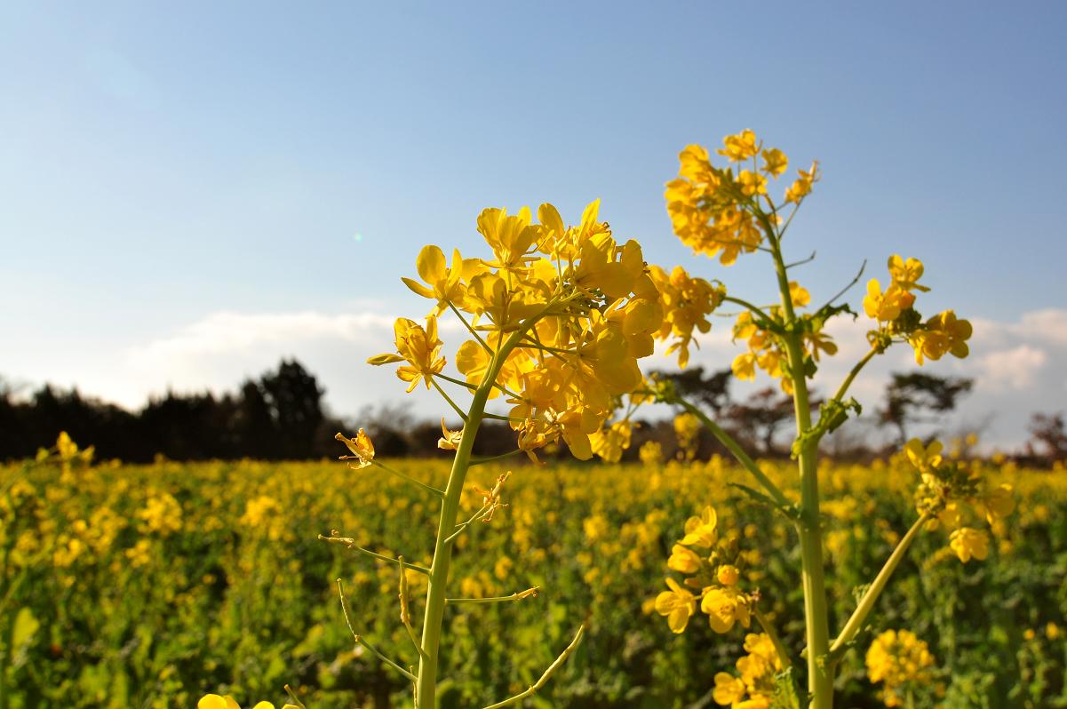 菜の花_c0046520_19332089.jpg