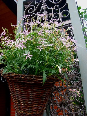 f0170524_1882262.jpg