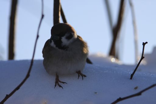 その他の鳥達_f0165328_13482093.jpg