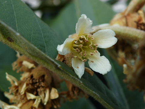 ビワの花、メジロ_c0051143_2319520.jpg