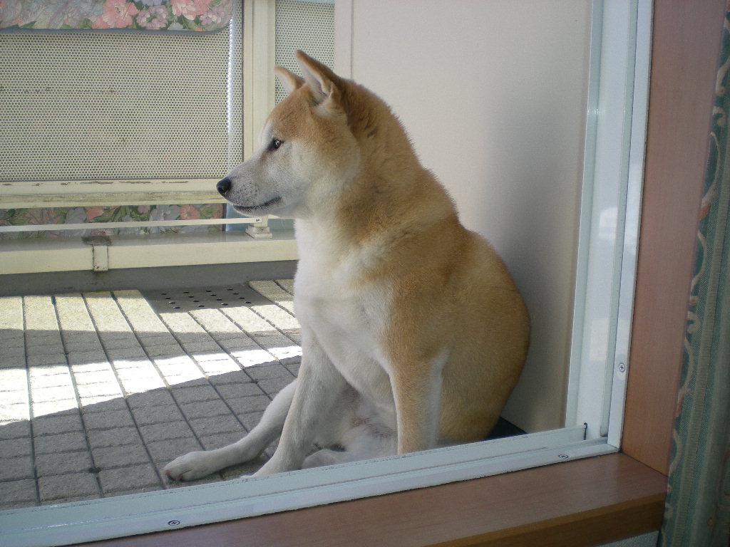 ２０１０年１月１９日（火）暖かい日にはケーキを！_f0060461_1421819.jpg