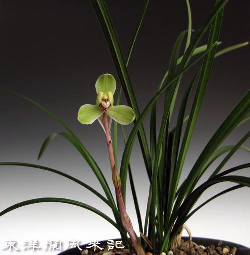 日本春蘭・韓国春蘭・中国春蘭・展示会 No．324 : 風来記 東洋