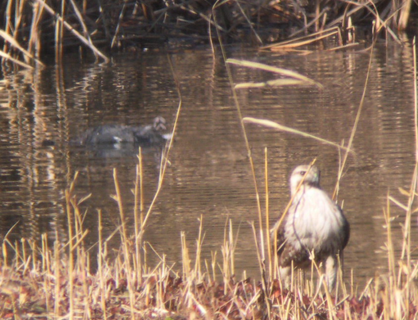 ★先週末の鳥類園（2010.1.16～17）_e0046474_20464195.jpg