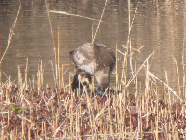 ★先週末の鳥類園（2010.1.16～17）_e0046474_2047138.jpg