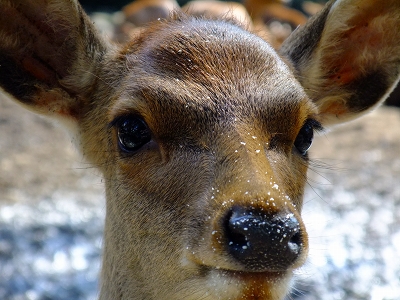 DEER_b0168684_21494353.jpg