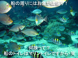 プーケットといえば!_f0144385_9551319.jpg