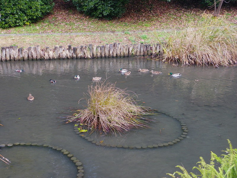 マガモ（舞鶴公園 2010/01/16撮影）_f0204094_83691.jpg