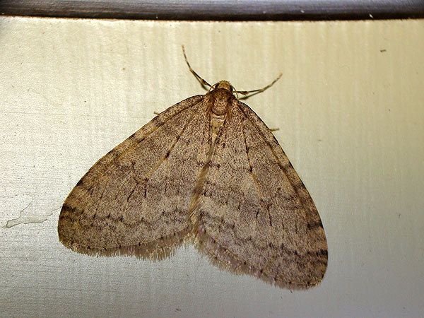 b0033112_2151625.jpg