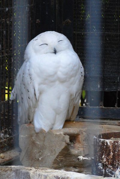 シロフクロウ 京都市動物園 一年365日 京日和 シロフクロウ 京都市動物園 一年365日 京日和
