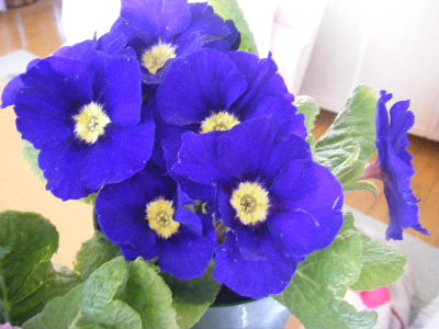 c0118715_11362411.jpg