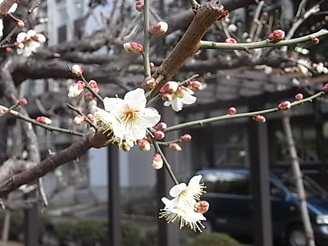 上板橋に新しく、居心地の良い酒場が出来たナ。_b0019140_16101971.jpg