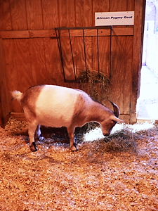 Prospect Park Zoo_a0122243_144947.jpg