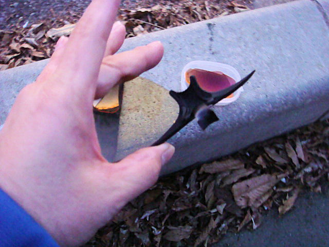 クリスマス・・・なのに　Beyond The Sea(笑)　最終回！_b0136045_992071.jpg