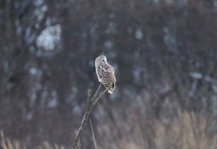 冬の高原の主～フクロウ : Birding in Japan!