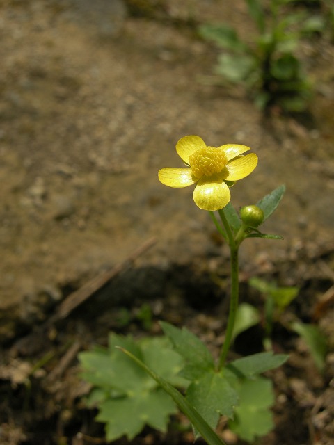 熊本の花_e0162959_22422270.jpg