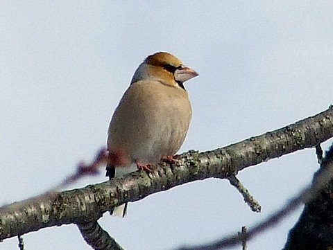 シメシメと思う瞬間。_b0165760_11182575.jpg