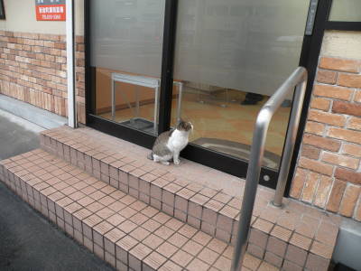 新地の雨宿り猫_c0193077_22545934.jpg