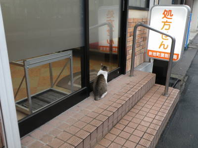 新地の雨宿り猫_c0193077_2254612.jpg