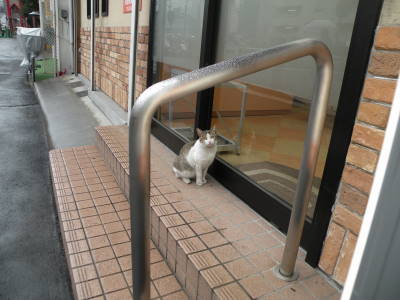 新地の雨宿り猫_c0193077_22552483.jpg