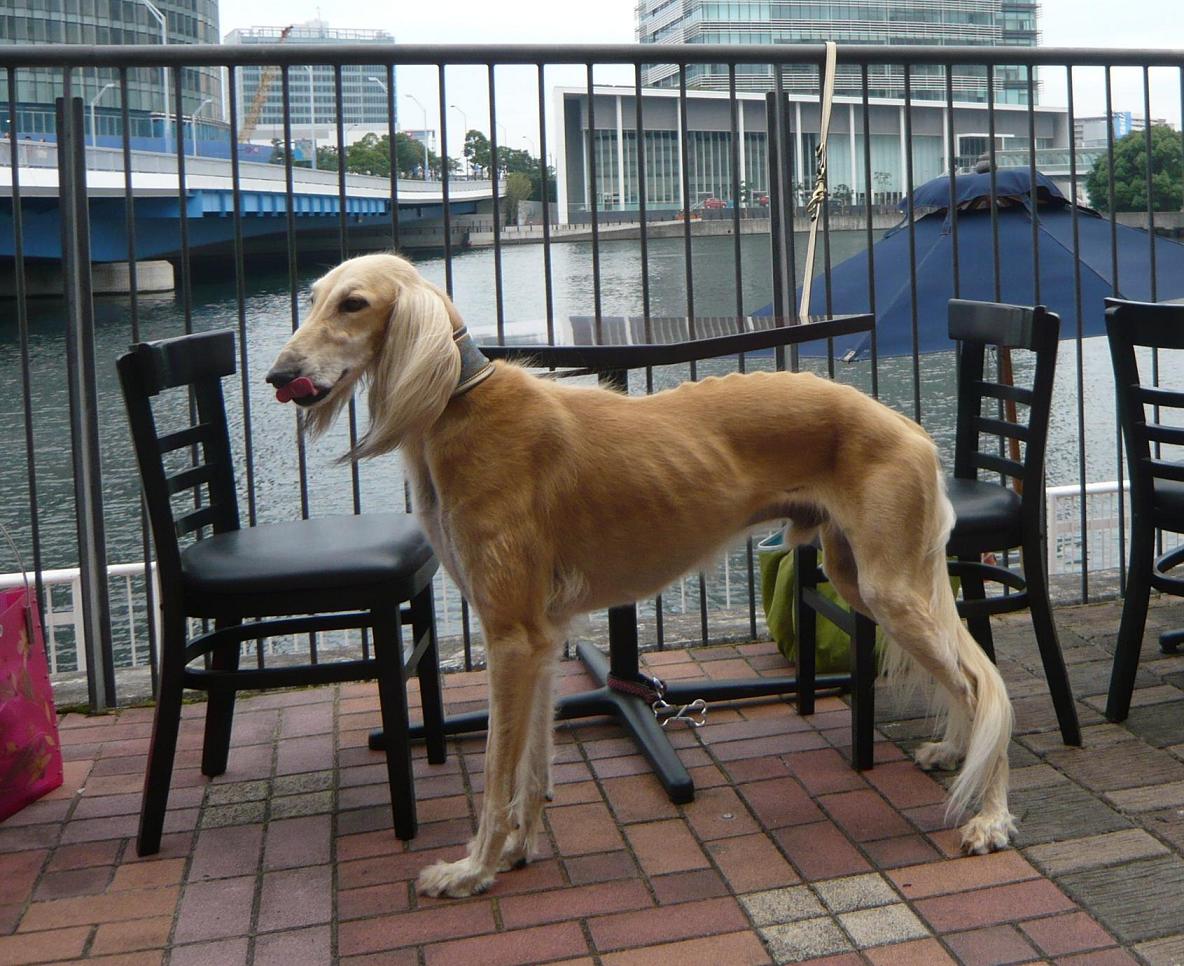 行方不明のサルーキを探しています おサルな毎日