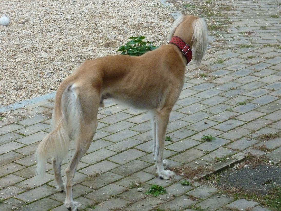 行方不明のサルーキを探しています おサルな毎日