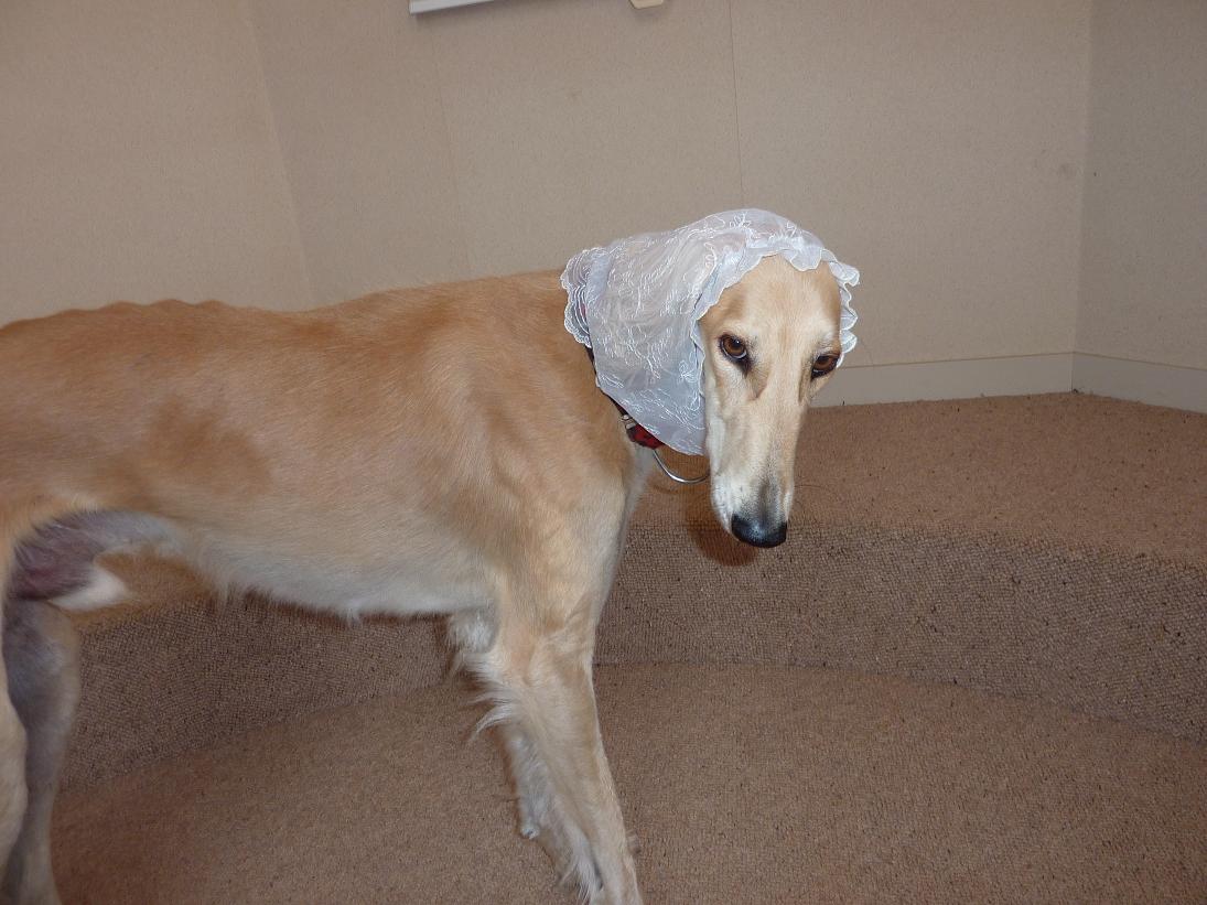 行方不明のサルーキを探しています おサルな毎日