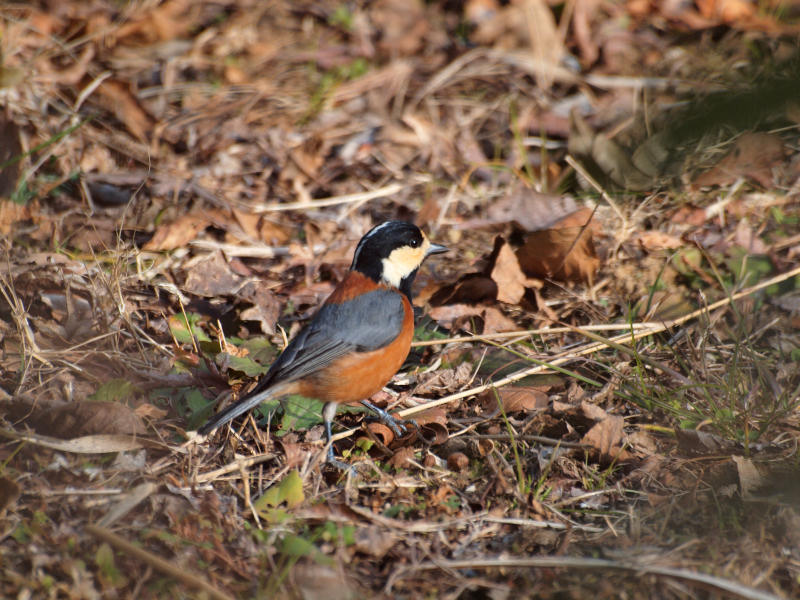 ヤマガラ コーヒー党の野鳥観察