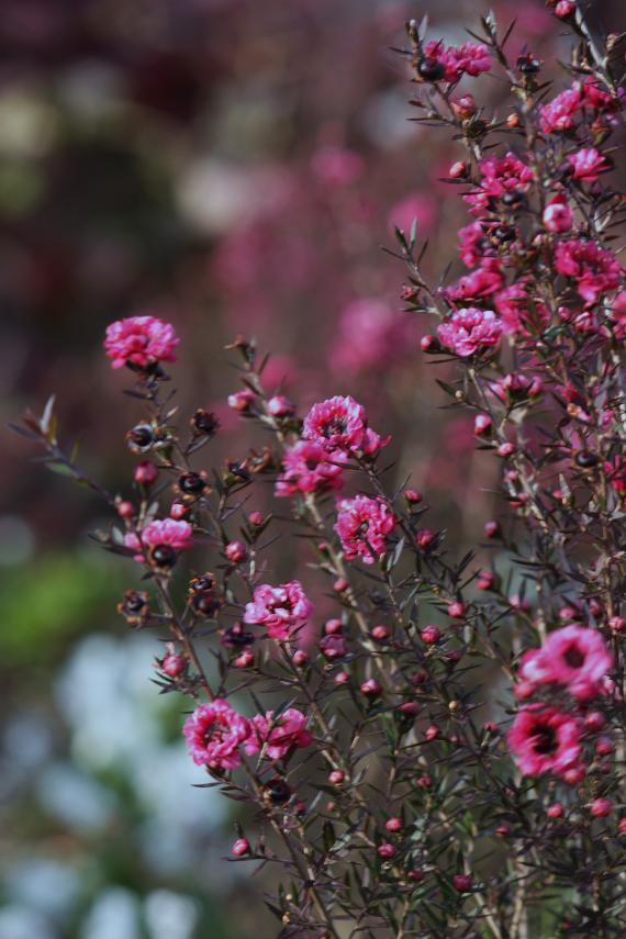 マヌカハニーの密源の花・・・≪　ギョリュウバイ　≫_a0140000_16342114.jpg