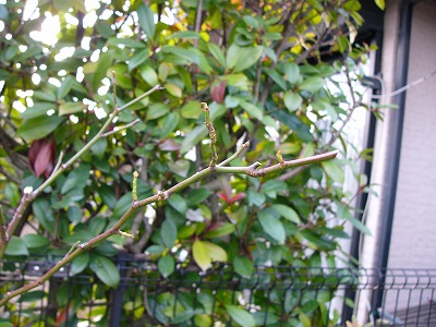 a0123003_19283012.jpg