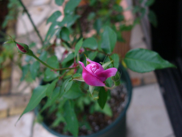 a0123003_2005553.jpg