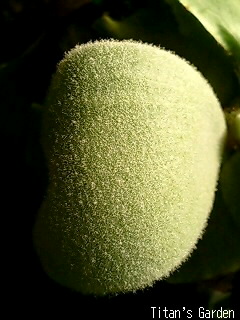 b0099813_1213584.jpg