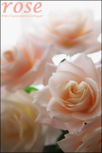 薔薇色の人生って_f0100215_094669.jpg