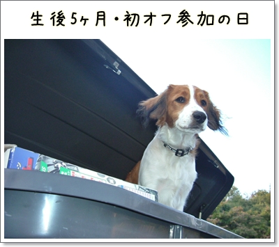 子犬のロイス_d0013149_9592437.jpg