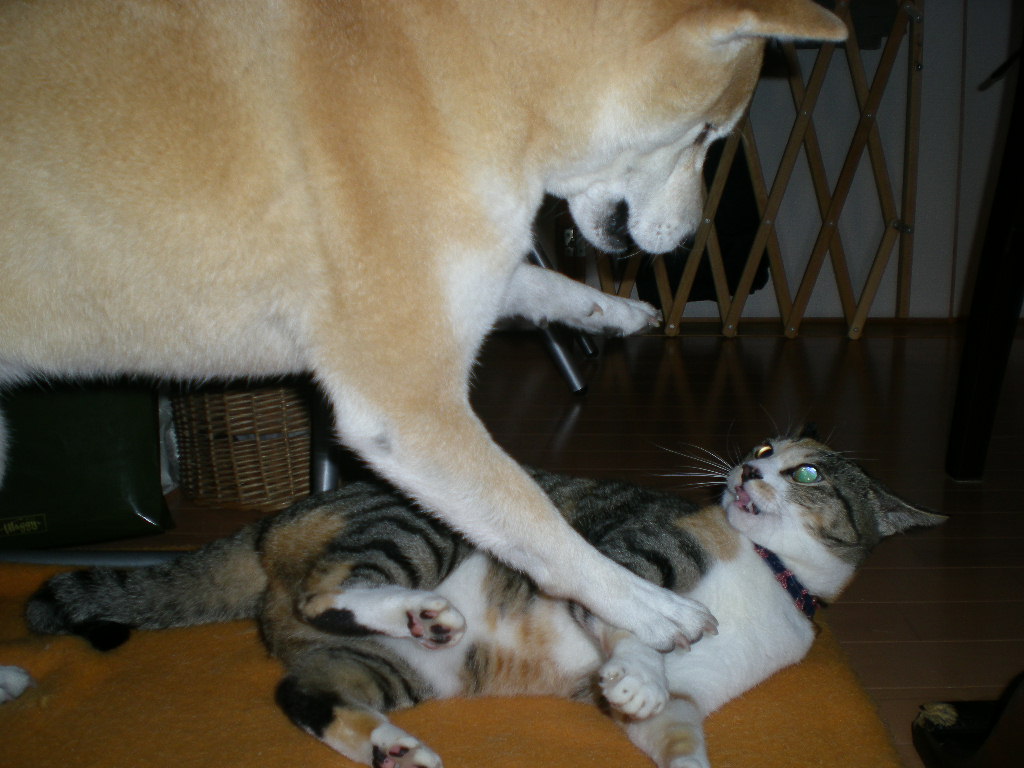 2010年1月21日(木)「コルテオ」見に行ったよ!_f0060461_20163548.jpg
