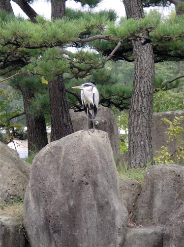 鳥のフリーゾーン　大阪　長居植物園。_e0125762_0304087.jpg