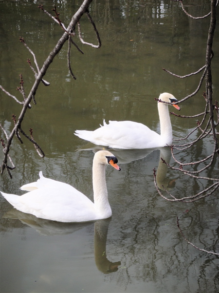 鳥のフリーゾーン　大阪　長居植物園。_e0125762_046065.jpg