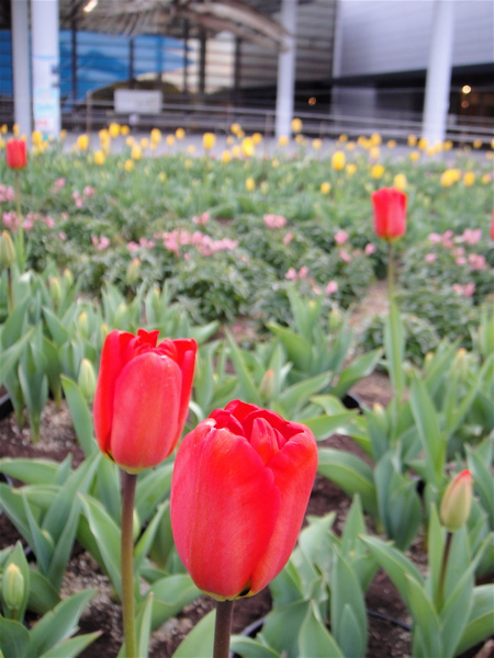 鳥のフリーゾーン　大阪　長居植物園。_e0125762_112421.jpg